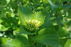 白いつぼみと青い葉