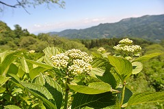 葉がしげるアジサイ