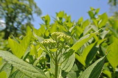 上へのびるアジサイ