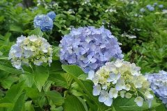 あわい色づきのアジサイ