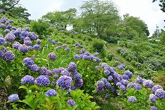 夏の日差しとアジサイ