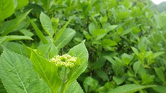 雨上がりのアジサイの緑の葉
