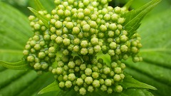 アジサイのつぼみアップ