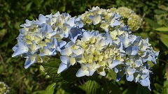 うすい水色のアジサイ