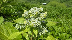 アジサイのつぼみ