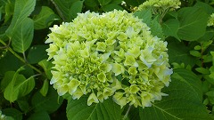 開きかけのアジサイ