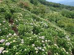 ウッドデッキから見たアジサイ園地の様子