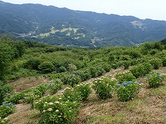 青色が濃くなったアジサイ園地の様子