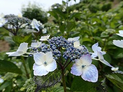 うすい紫のガクアジサイ