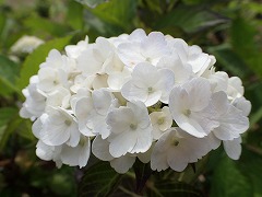 白いアジサイ