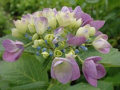 ピンクと紫の混じった色