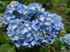 青色が濃くなってきたアジサイ