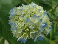 うすい色づきの青