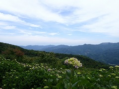 ピンクのアジサイと空