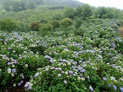 デッキからみた園地