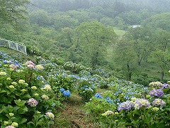 色とりどりのアジサイ1