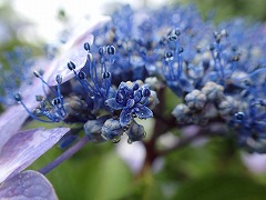 ガクが青い真花の開花1