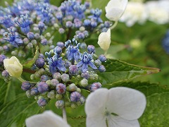 ガクが白い真花の開花2