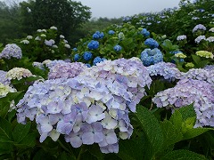 色とりどりのアジサイ2