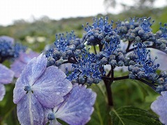 真花のあつまり