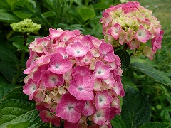 濃いピンクのアジサイ