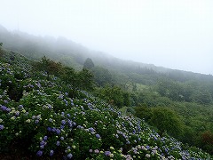 5割程度色づいた園地部分