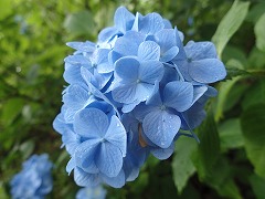 ミズイロ一色のアジサイ