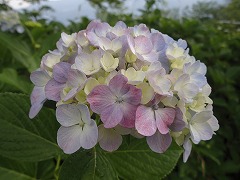 うすいピンクとムラサキのアジサイ