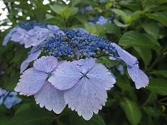 ガクがうすムラサキで真花が青いガクアジサイ