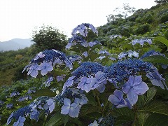ガクアジサイごしの空