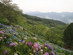 斜面を彩る色とりどりのアジサイ
