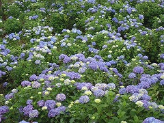 たくさんのアジサイ