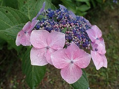 ピンクのガクアジサイ