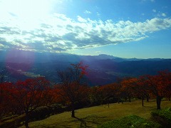 秋晴れと紅葉