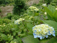 淡い水色のアジサイ