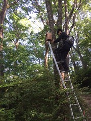 巣箱の利用状況を調べている様子
