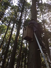 大型の巣箱の利用状況を調べている様子