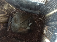 大型巣箱にいた生きもの
