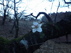 サンバガワフユザクラ