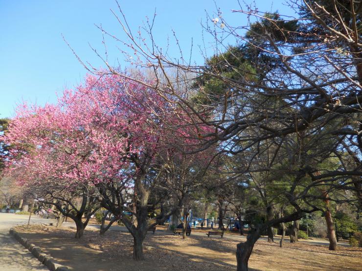 29年2月17日の紅梅1