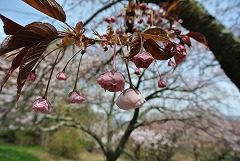バイゴジジュズカケザクラは開きかけ