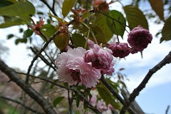 バイゴジジュズカケザクラの二段咲きの花
