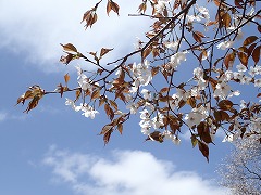 ヤマザクラと青空