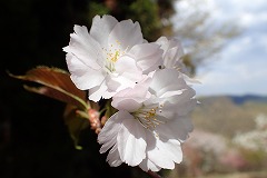 ギオウジギジョザクラ