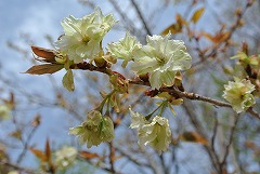 うす緑色のギョイコウの花
