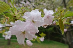 花の内側が白いヒグラシ