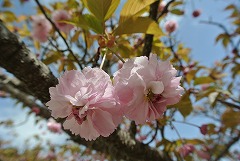 キクザクラの花