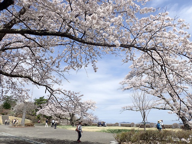 ソメイヨシノ満開