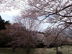 咲き乱れる見晴らし園地