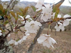 ミズタマザクラ